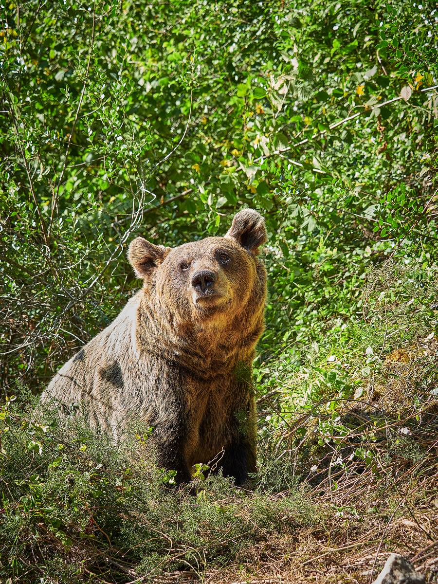 oso cantabrico asturias