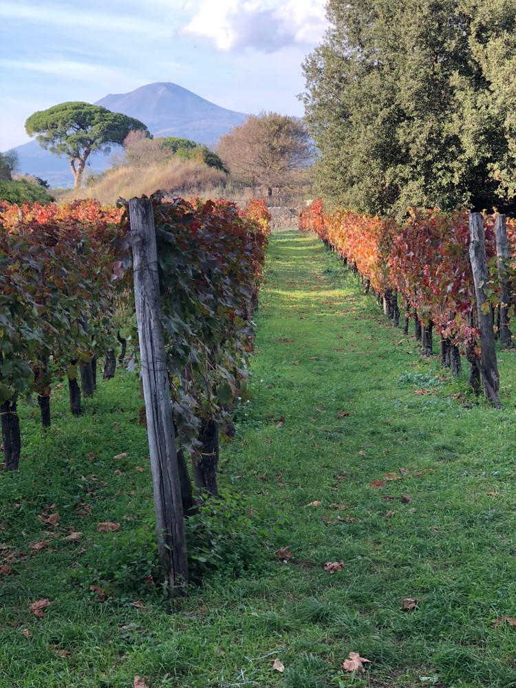 viñedos con el Vesuvio de fondo en otoño