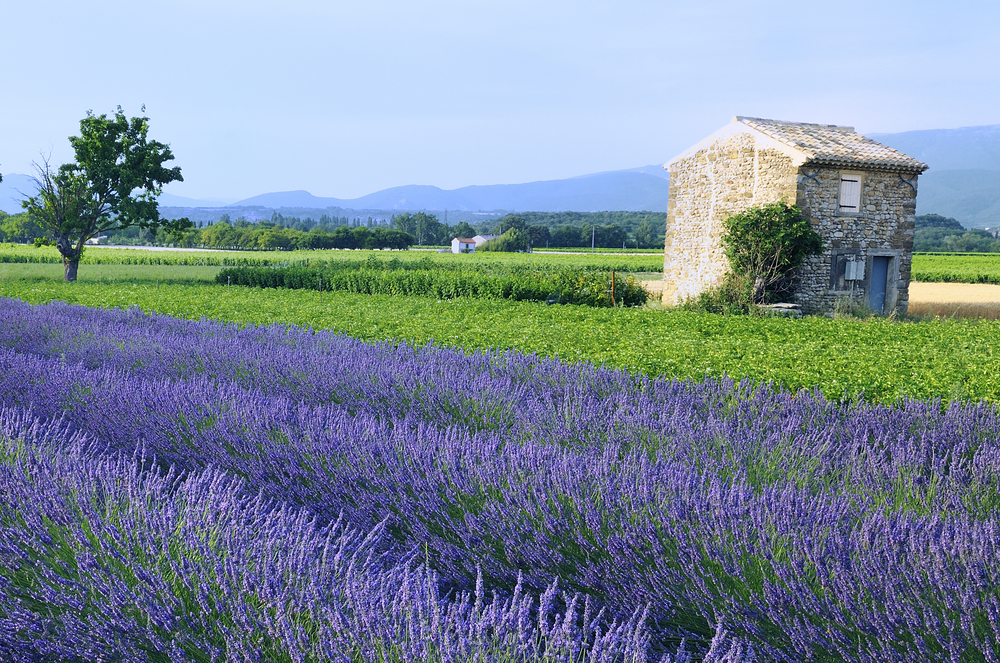 campo lavanda provenza