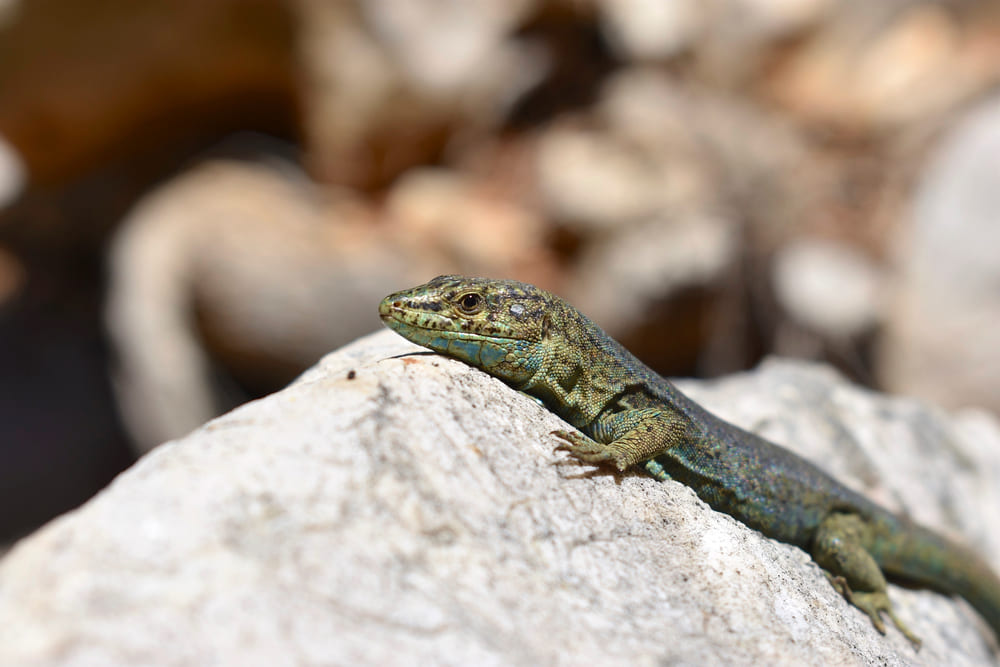  lagartija balear sa dragonera