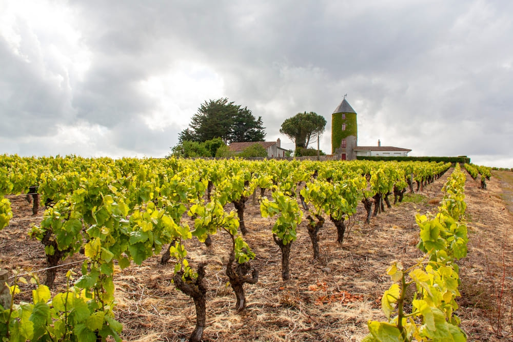 viñedo muscadet